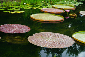 Victoria Thorns, Queen of Summer Lakes
flower.