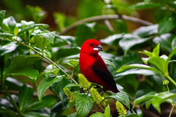 red parrot