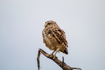 owl
