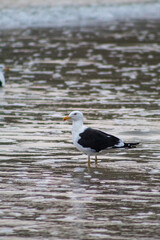 seagul