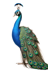 Majestic Peacock Standing Tall With Vibrant Blue And Green Feathers Displayed