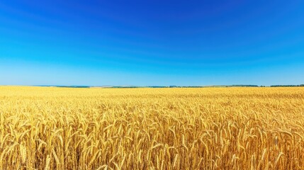 Fototapeta premium Golden Wheat Field Under Clear Blue Sky