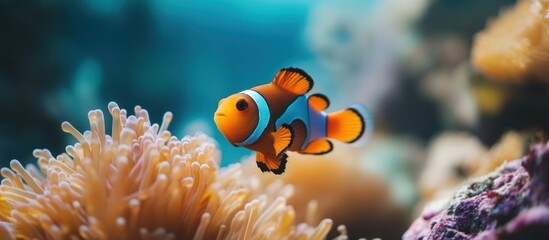 Fototapeta premium A bright orange and white clownfish swims by an orange anemone in a tropical reef.