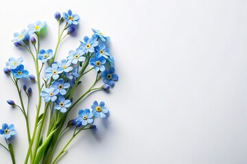 Minimalist forget me not flowers isolated on white background