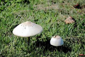 滋賀県長浜市余呉湖のキノコと芝生