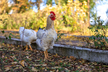A white chicken stands in a yard with leaves on the ground