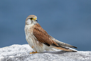 Nankeen or Australian Kestrel perched on cliff edge
