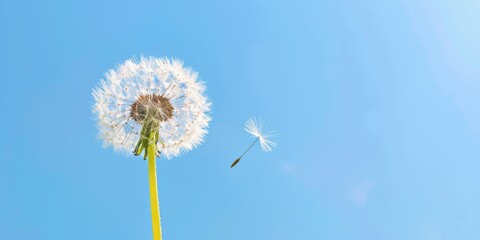 Fototapeta premium A Single Dandelion Seed Released from its Mother Plant into a Clear Blue Sky, Representing New Beginnings and Growth.