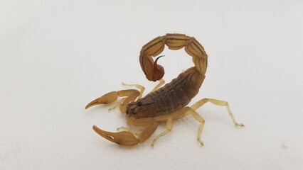 scorpion on black background HD Image 4K 