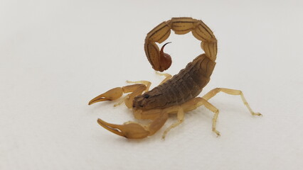 A Scorpion sand stock pictures, royalty-free photos & images. Granulated thick-tailed scorpion, Kalahari desert, South Africa High quality HD 4K Image