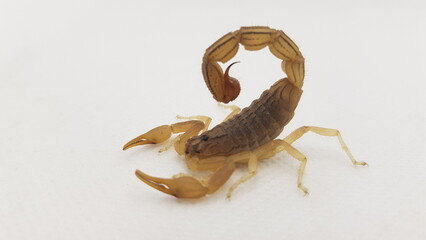 scorpion against black background