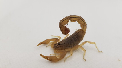 Emperor Scorpion, Pandinus imperator, of white background HD 4K IMAGE