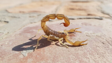 Scorpion sand stock pictures, royalty-free photos & images. Granulated thick-tailed scorpion, Kalahari desert, South Africa High quality HD 4K Image