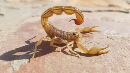Scorpion sand stock pictures, royalty-free photos & images. Granulated thick-tailed scorpion, Kalahari desert, South Africa High quality HD 4K Image