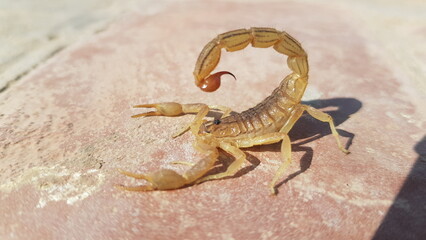 Scorpion sand stock pictures, royalty-free photos & images. Granulated thick-tailed scorpion, Kalahari desert, South Africa High quality HD 4K Image