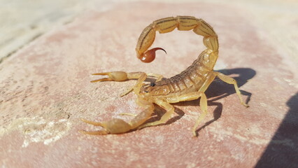 scorpion on black background