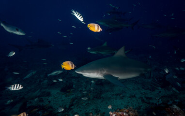 Fiji Shark Diving 