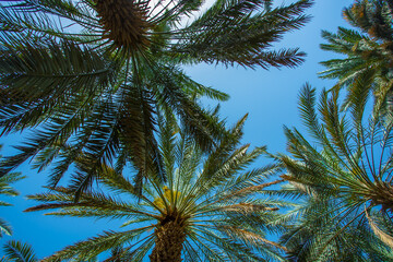 date palm trees in Saudi