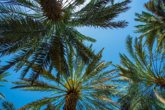 date palm trees in Saudi