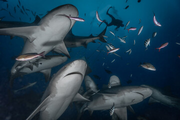 Fiji Shark Diving 