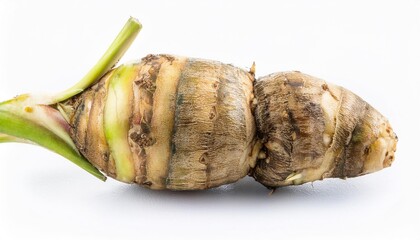 Arrowroot on white background. Arrowroot Isolated.