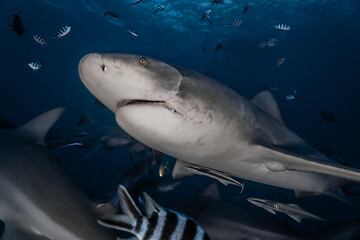 Fiji Shark Diving 