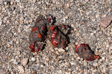 Wild animal droppings. Prunus ilicifolia ( hollyleaf cherry, evergreen cherry; islay), Mormon Rocks, Phelan, San Bernardino County, California Cajon Pass.
