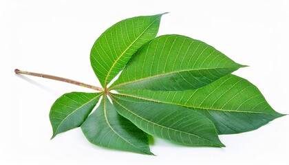 Obraz premium Cassava leaves on white background. Cassava leaves Isolated.