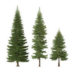 Obraz premium Three Tall Pine Trees Standing In A Row On A Transparent Background