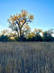 Beautiful yellow tree on prairie in autumn at sunrise in national park