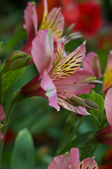 a closeup of the beautiful pink flowers lilium in the garden