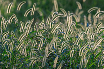 Obraz premium 朝日に光る秋のエノコログサ