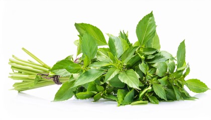 Thai basil on white background. Thai basil Isolated.