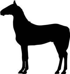 horse silhouette isolated on white