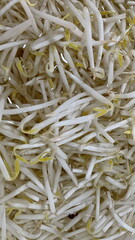 bean sprout close-up