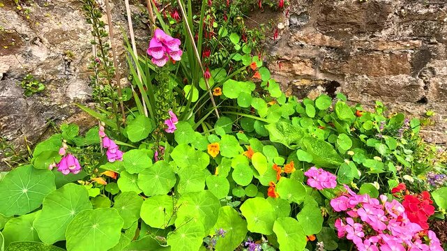 Vibrant Garden Flowers in Crail