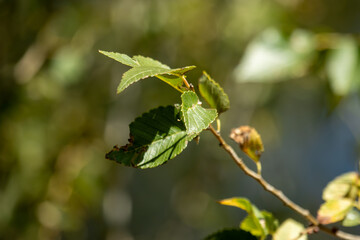 leaves on a branch