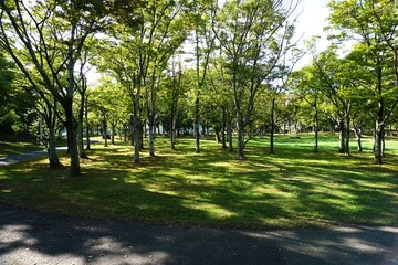 木漏れ日の公園