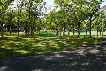 木漏れ日の公園