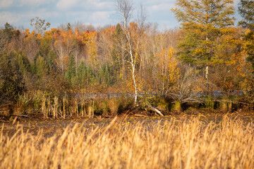 A lake among the trees in autumn