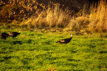 Wild turkeys in the meadow.