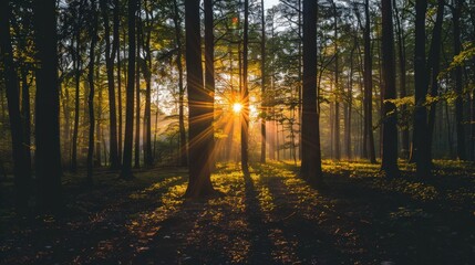 Obraz premium Sunbeams Through the Trees in a Misty Forest