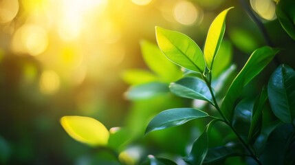 Lush greenery under sunlight.