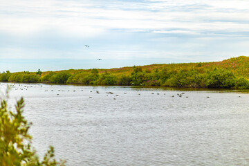 Tranquil riverside view with birds enjoying the still water at a green landscape during cloudy daylight