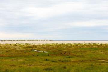 A tranquil coastal landscape featuring grassy dunes and gentle waves under a cloudy sky