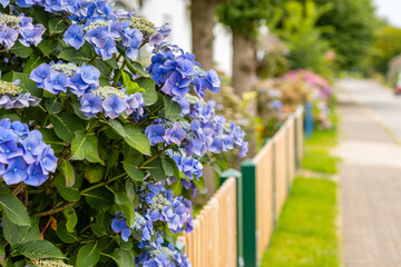 Vibrant blue hydrangeas bloom along a sidewalk in a quaint neighborhood during late spring