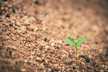 The young plant flourishes as the tree starts to take root and grow.
