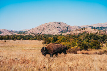 Bison on the range at the Wichita Mountains Wildlife Refuge
