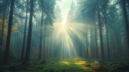 Fototapeta premium Sunlight through misty forest path