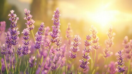 Obraz premium Lavender flowers in sunset light